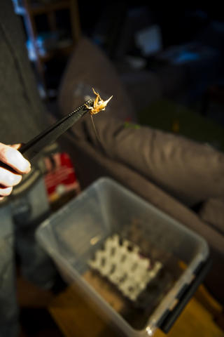 EDDERKOPPMAT: Dette insektet, en siriss, blir snart tarantellmat. FOTO: H�KON EIKESDAL