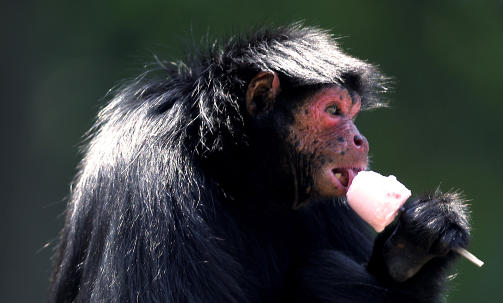 GOD TEKNIKKEN: Denne fyren skj�nner at isen varer lenger om han slikker i stedet for � bite. Foto: AP