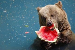 EN BJ�RN ETTER VANNMELON: Frosen vannmelon faller i smak i Rios dyrepark. Foto: AP