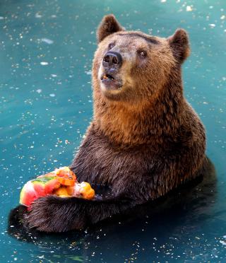 FEM OM DAGEN? Denne bj�rnen har sikret seg en favn frossenfrukt. Foto: AP