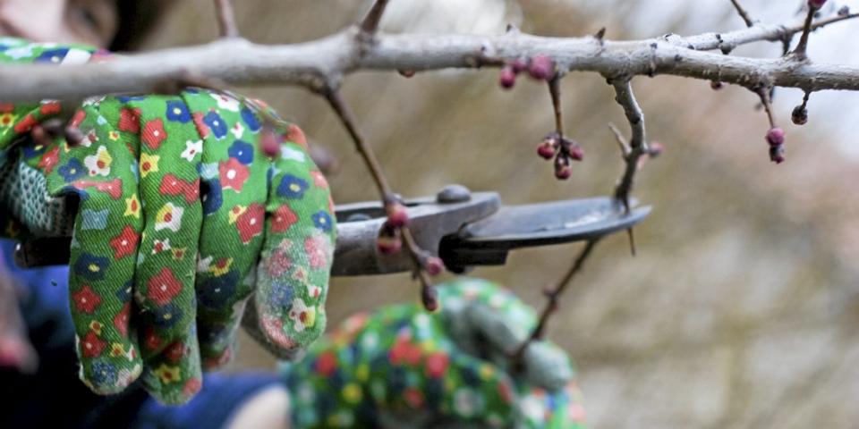 V�RHAGEN: Et av de viktigste syslene n� i mars er � beskj�re buskene. Foto: iStockphoto