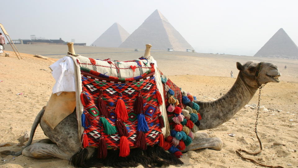  EGYPT:  En pyntet kamel st�r foran pyramidene i Giza,   klar til � frakte turistene p� utflukter.  Neste vinter f�r den nok � gj�re. Foto: Kirsten Margrethe Buzzi