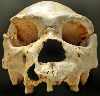 RUNDT 400 000 �R GAMMELT: Dette kraniet av Homo heidelbergensis, en forgjenger til Homo neanderthalensis og muligens Homo sapiens. De levde i Afrika og Europa fra om lag 600 000 til 200 000 �r siden. Foto: Jos�-Manuel Benito/WIKIMEDIA