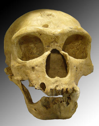 TIDLIG EUROPEER: Neandertalere har antagelig oppst�tt for rundt 400-500 000 �r siden, og utg�tt fra sine forgjengere Homo heidelbergensis. Neandertalere var mye kraftige enn n�tidsmennesker. Dermed t�lte de det kalde v�ret bedre. De ble likevel utkonkurrert av mennesket. Foto: WIKIMEDIA