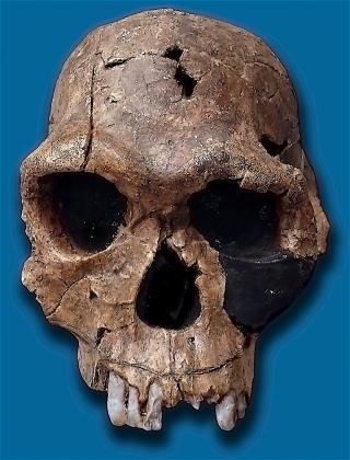 DEN ELDSTE KJENTE FORMEN FOR MENNESKE: De f�rste funnene av et slikt mennesket er gjort i Tanzania, og g�r over 2,5 millioner �r tilbake i tida. Homo habilis ser ut til � ha laget og brukt redskaper. Foto: WIKIMEDIA