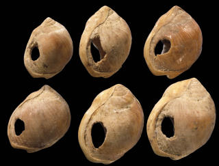 VERDENS ELDSTE SMYKKER: For rundt 75 000 �r siden laget folk i S�r-Afrika smykker av disse skjellene ved � lage hull i dem og hekte dem sammen i kjeder. Foto: AFP/Christopher Henshilwood/SCIENCE