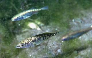 STINGSILDA: Hannen lager et rede av vegetasjon og sekreter, lokker til seg hunnen og som legger eggene sine der. Etter at hannen har befruktet eggene passer han p� dem til klekking. Foto: WIKIMEDIA