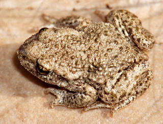 PADDEFLAT: Hannen i paddefamilien Alytes b�rer de befruktede eggene p� ryggen. Foto: WIKIPEDIA