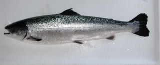 FRISK LAKS:
Foto: Fra forskere på Havforskningsinstituttet, NIFES og Akvaforsk. FRISK LAKS:
Foto: Fra forskere på Havforskningsinstituttet, NIFES og Akvaforsk.