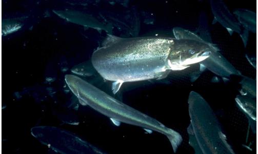 SLIPPER KLOAKKEN RETT I HAVET: Norske oppdrettsanlegg slipper næringssalter tilsvarende kloakk fra 8,8 millioner mennesker, urenset rett i havet. Foto: SCANPIX SLIPPER KLOAKKEN RETT I HAVET: Norske oppdrettsanlegg slipper næringssalter tilsvarende kloakk fra 8,8 millioner mennesker, urenset rett i havet. Foto: SCANPIX