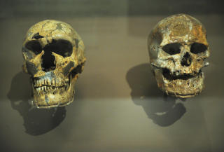 CRO MAGNON: En direkte forfar til dagens mennesker som man mener levde i Europa for 35 000 �r siden. Hulemalerier og skjellettfunn forteller at de var jegere og sankere med avanserte v�pen. De spiste elg, bj�rn, reinsdyr, fisk,  gr�nnsaker og korn. De bodde i telt og huler, laget krukker og skulpturer, snakket muligens sammen, og brukte kanskje en slags kalender. Foto: AFP/Mandel NGAN