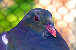  KERURU/RINGDUE:  Totalfredet p� New Zealand. Foto: PhillipcCreaticeCommons.org