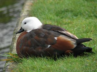  PARADISE SHELLDUCK:  Totalfredet p� New Zealand. Foto: Wikipedia.org.