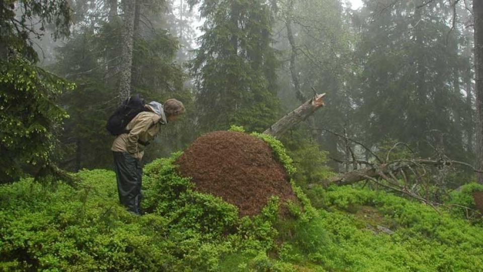 GAMMELSKOGENS HEMMELIGHETER: H�yesterett tvinger godseier Carl Otto L�venskiold til � gi ut detaljert kartinformasjon om gammel skog med stort biologisk mangfold. Foto: Gjermund Andersen, NOA