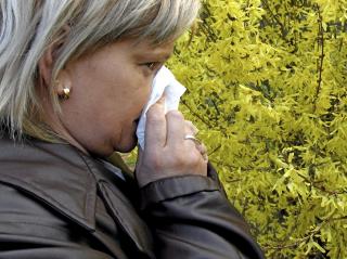 IRRITASJON: N�r pollen kommer inn i nesen og �ynene, reagerer kroppen med � produsere antistoffer som irriterer slimhinnene i nesen og luftveiene. Illustrasjonsfoto: Colourbox.com