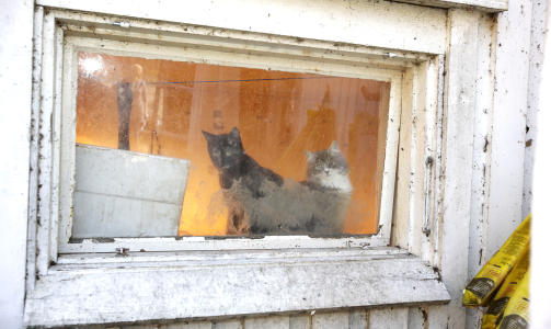 NAVNEPROBLEMER: Gunnarss�nn har ikke gitt navn til alle kattene, kun de som skiller seg ut. Foto: Hans A Vedlog / Dagbladet.