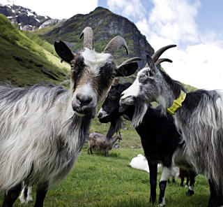 GEITER: I Undredalen trekker geitene og osten folk til bygda. Foto: Ole C. H. Thomassen