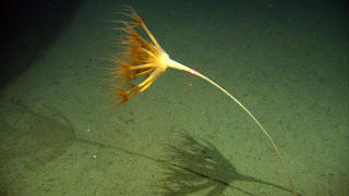 PALMELIGNENDE DYR:  Umbellula encrinus. Foto: Mareano/ Havforskningsinstituttet.
