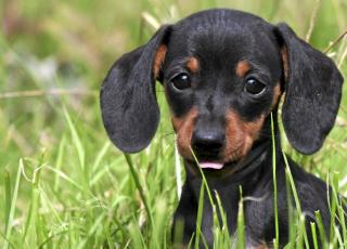 FIN HUND: Kan ogs� virke slankende.