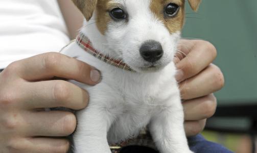 LITEN OG SNILL? Joda, de fleste hunder er snille. Men noen sm� hunder har ogs� et stort behov for mosjon og mental stimulans, slik som for eksempel Jack Russel Terrier (bildet). Illustrasjonsfoto: Colourbox.no