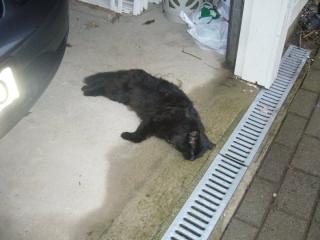 FANT KATTEN P� FACEBOOK Mari Rosland fant dette bilde av katten sin p� Facebook med kommentaren: �S�nn g�r det n�r du trenger deg inn i garasjen � pisser p� Harleyen.; o)�Foto: Privat