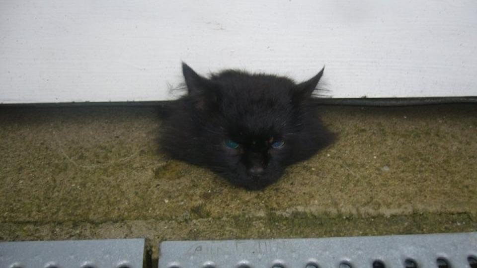 KLEMT I GARASJEPORTEN: Dette bildet fant katteeier Mari Rosland p� Facebook. En sambygding hadde lagt ut makabre bilder av hennes d�de katt. Foto: Privat.