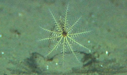NY I NORGE: Sj�liljen Rhizocrinus lofotensis. Foto: Mareano/Havforskningsinstituttet