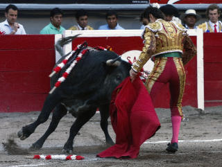 ANGRIPER: Oksen g�r her til angrep. Matador Jose Tomas rekker ikke � komme unna oksens horn. Foto: AFP