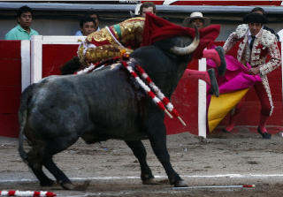 KASTES AVSTED: Etter � ha satt hornet i tyrefekteren, rister oksen ham kraftig og kaster Tomas avg�rde. Foto: AFP
