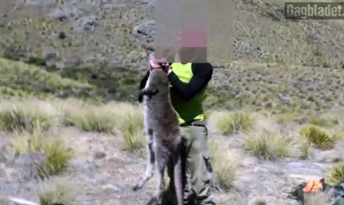 FREDA DYREART: Her st�r en av nordmennene fra videoen med det som trolig er en freda wallaby. Tar man liv av denne risikerer man 100 000 newzealandske dollars i bot, og ett �rs fengsel. Foto: YouTube