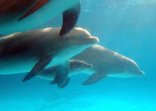 TRUES: Tumler-delfiner. Foto: AP Photo/National Aquarium/SCANPIX