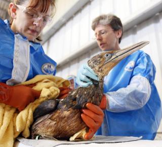 TILGRISET AV OLJE: Dr. Erica Miller og Danene Birtell som jobber ved  Tri-State Bird Rescue and Research fors�ker � vaske en Northern Gannet- fugl, som vanligvis er hvit. Foto: AP Photo/Alex Brandon