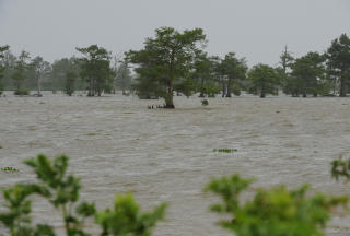 KAN RAMMES HARDT: Store deler av kysten langs Mexicogulfen best�r av sv�rt s�rbare v�tomr�der. Foto: AFP PHOTO/Mark RALSTON/SCANPIX