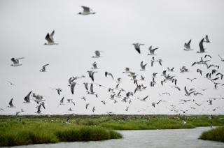 I SKJ�NNESTE ORDEN: Naturreservatet Breton Island er et av de aller mest utsatte omr�dene for oljen utenfor Golfkysten. S� langt har det g�tt bra. Foto:  Blake Gordon / Dagbladet
