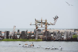 Oljeutslipp Breton Island. Foto:  Blake Gordon / Dagbladet