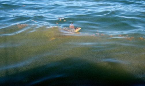 SV�MMER FOR LIVET: En havskilpadde sv�mmer gjennom oljes�let. Det er fortsatt ikke kjent om lekkasjen bidro til at en rekke havskilpadder har skylt opp p� strendene den siste tida, noe som ikke er uvanlig om v�ren og sommeren. Foto: EPA/NATIONAL WILDLIFE FEDERATION/SCANPIX