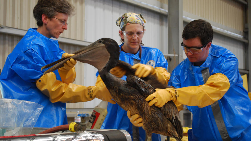 DYRETRAGEDIER: En oljeskadd pelikan hjelpes p� Tristate Bird Rescue and Research i Louisiana. Den ble fanget p� en �y utenfor kysten p� tirsdag. Foto: AFP PHOTO/BY MIRA OBERMAN/SCANPIX