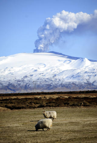 B��: Blaserte sauer lar seg ikke imponere av utbruddene p� Island. Foto: AFP PHOTO/Emmanuel Dunand/SCANPIX