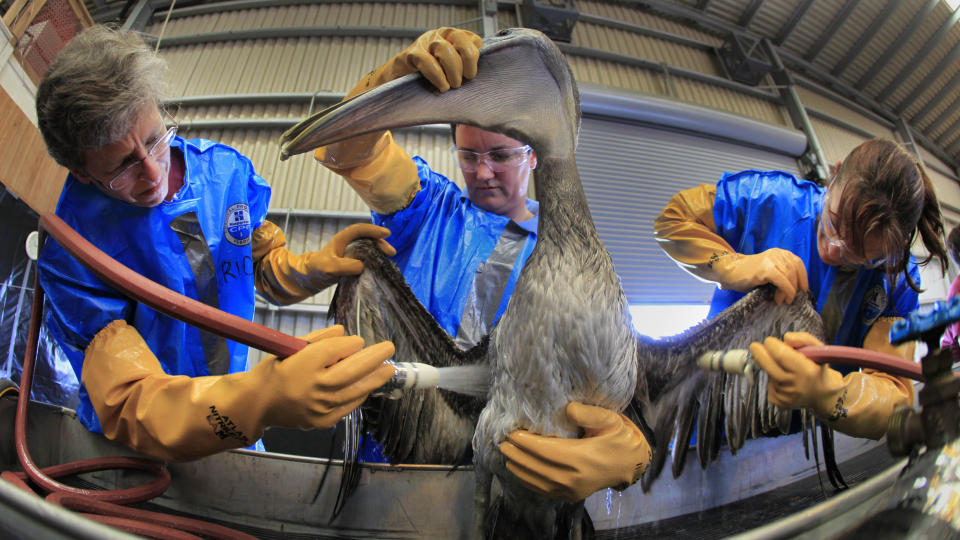 OLJEOFFER: En pelikan tilgriset av olje f�r hjelp p� i Buras, Louisiana l�rdag. Foto: AP/SCANPIX