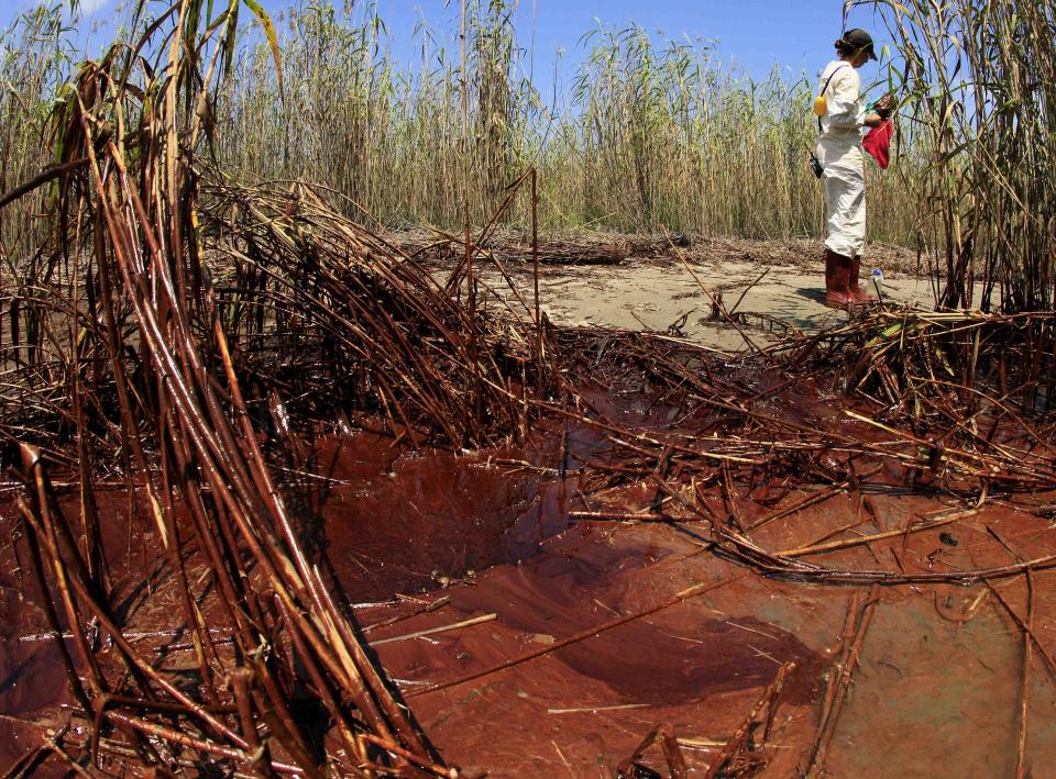 - EN DAG VI HAR FRYKTET: R�olje fra Deepwater Horizon-lekkasjen har truffet marskomr�det ved Venice i Louisiana. Naturomr�dene er hjem til en lang rekke dyrearter. Foto: AP Photo/Charlie Riedel/SCANPIX