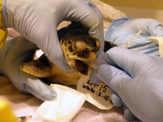 TRUET: Et babyeksemplar av verdens sjeldneste havskilpadde, en Kemp's Ridley, vaskes for olje. Foto: AP Photo/Audubon Nature Institute, Meghan Calhoun/SCANPIX