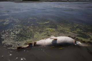 D�DEN: En d�d fisk n�r Venice i Louisiana. Utslippet truer med � bli det verste i USAs historie.  Foto: REUTERS/Lee Celano/SCANPIX