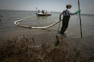 OLJEN HAR TRUFFET LAND:  Forsker
Douglas Inkley i Barataria Bay i Louisiana i g�r. Foto: SCANPIX/REUTERS