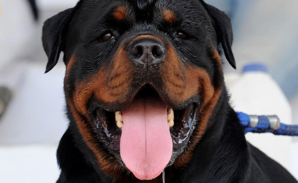 BABY ANGREPET:  En �tte m�neder gammel baby m�tte til legevakten etter � ha blitt bitt av en rottweiler. Foto: AFP PHOTO/ Sam PANTHAKY