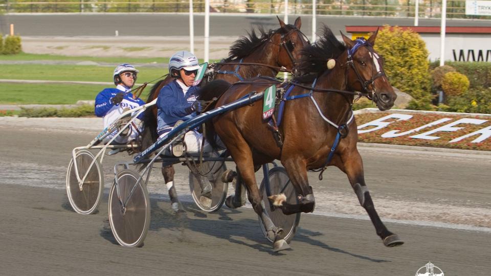 S� ENKELT FRA D�DENS. Hitchcock skremmer konkurrentene i V65-5 p� Bjerke onsdag etter oppvisningen for en uke siden. Foto: HESTEGUIDEN.COM.