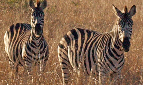 NYSGJERRIG: Sebraer i Kruger-parken, Afrikas r�este viltomr�de. Foto: TORGEIR P. KROKFJORD