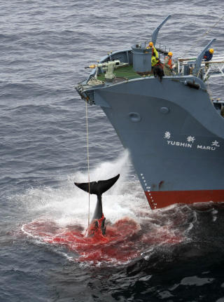 KONTROVERSIELT: Et japansk hvalfangstskip henter inn en harpunert hval. Foto: AP/Greenpeace/Scanpix