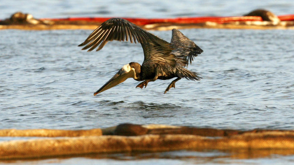  VERRE ENN FORRIGE BEREGNING:  En pelikan innsauset i olje fly over lenser som er lagt ut ved en strand i den amerikanske delstaten Louisiana. Amerikanske myndigheter tror opptil 60.000 fat olje lekker ut i Mexicogolfen hver eneste dag. Foto: SEAN GARDNER, REUTERS/SCANPIX.