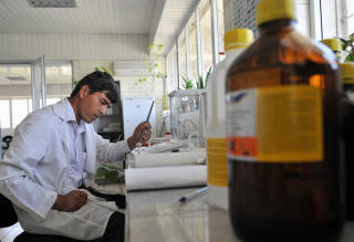 HEROIN LETT � LAGE: B�nder i S�r-England er bland de som i dag dyrker opiumsvalmuer p� oppdrag for den legale heroinindustrien. Heroin lages av i laboratorium av saften i fr�kapslene p� valmuen som blir til opium. Illustrasjonsfoto: AFP