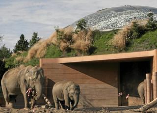 DYRENES BESTE: N� skal ingen kunne si noe p� det nye bygget til K�benhavns elefanter.  FOTO: K�benhavn Zoo